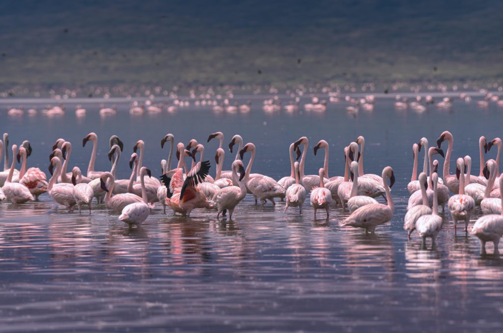 Rosa Flamingos an einem See